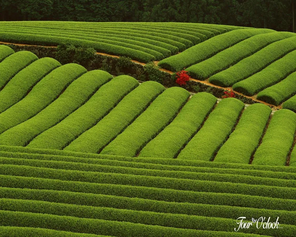 ***  Hotel Emerald Inn Munnar India