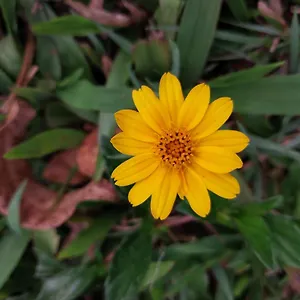 Nature Zone Jungle **** Munnar